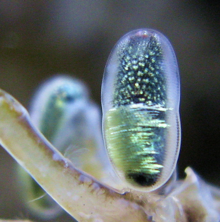 Occhio Squilla Mantis